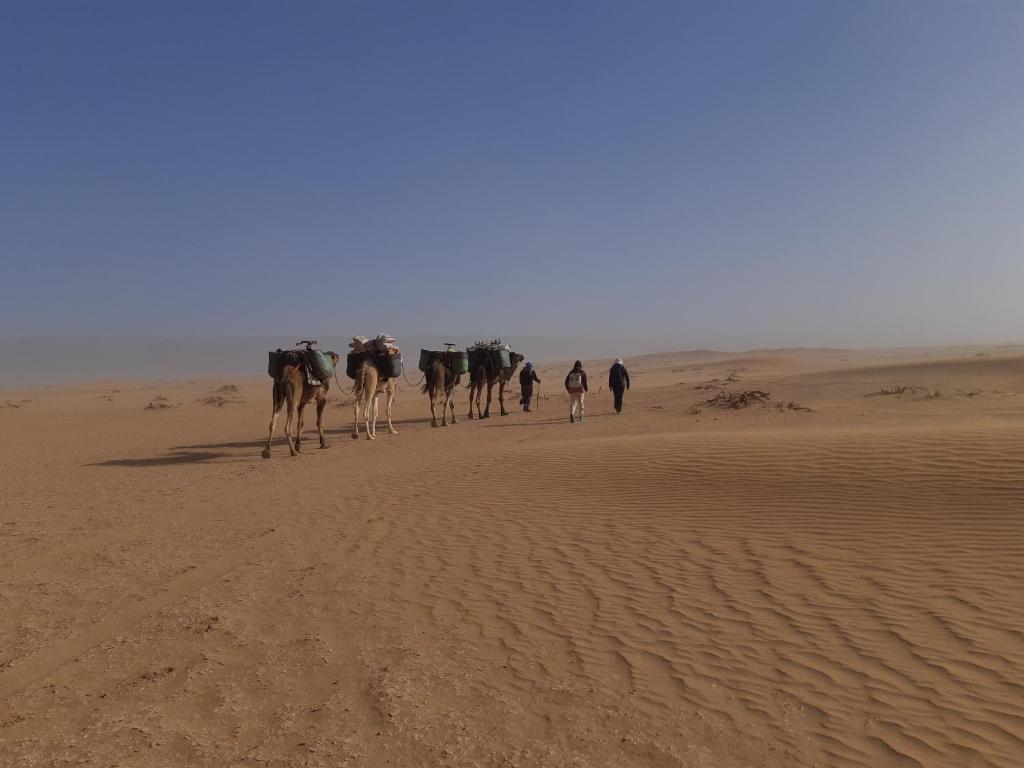 un gruppo di animali che camminano nel deserto di Camp Les Bedouins iriki a Bou Guir