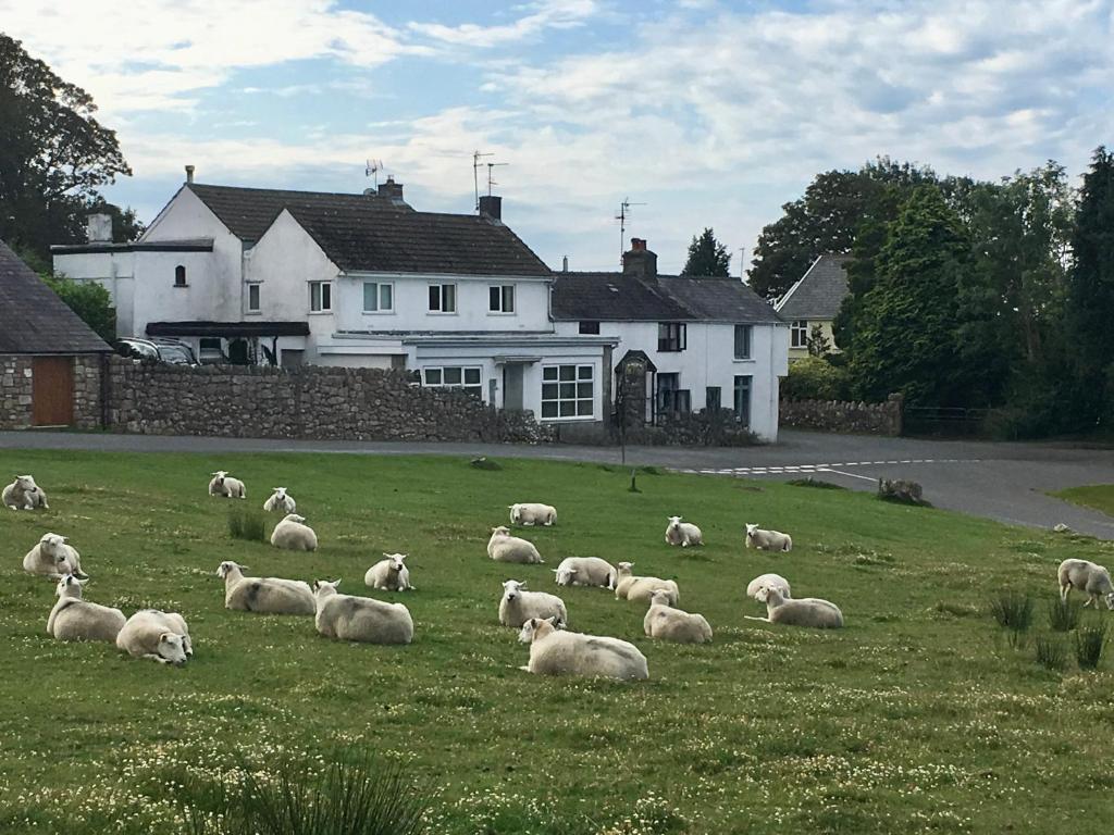 a herd of sheep grazing in a field of grass at Florida Cottage in Swansea