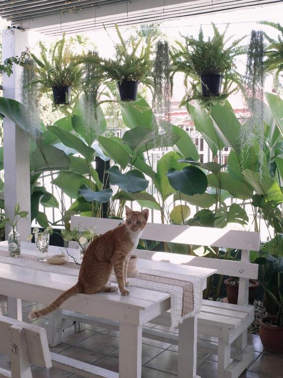 Fotografie z fotogalerie ubytování Booming House 清迈布鸣别墅 v destinaci Chiang Mai