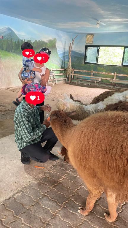 Zvířata v penzionu nebo okolí