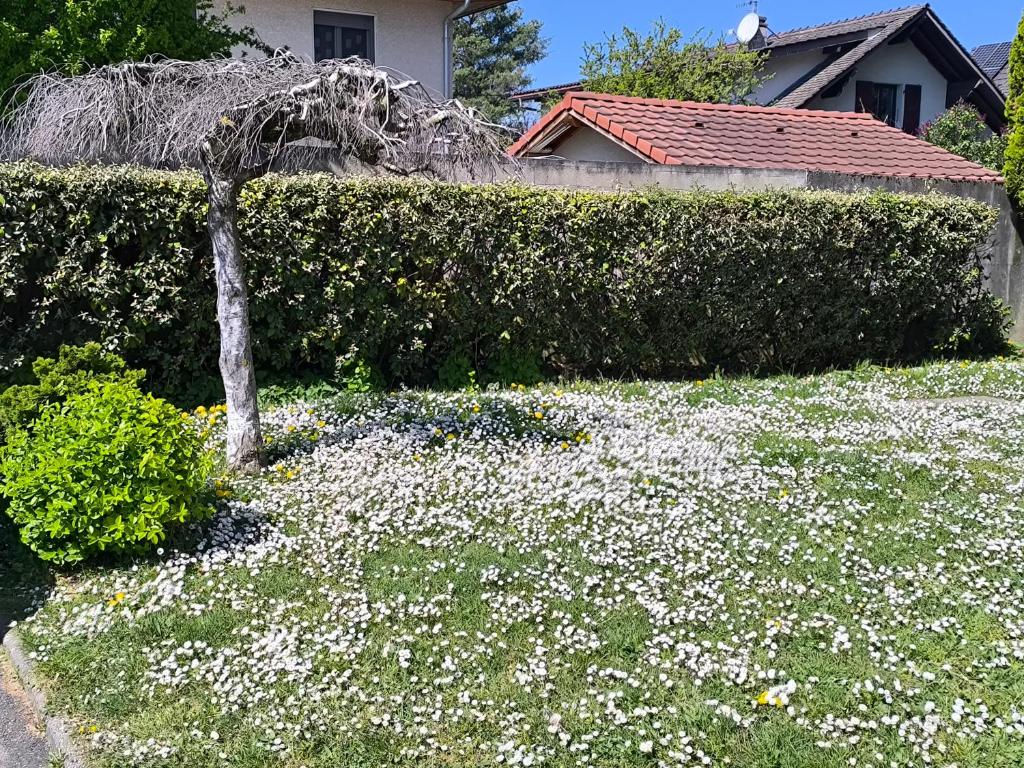 Photo de la galerie de l'établissement Appartement 3 chambres au bord du Lac - Thonon-les-Bains, à Thonon-les-Bains