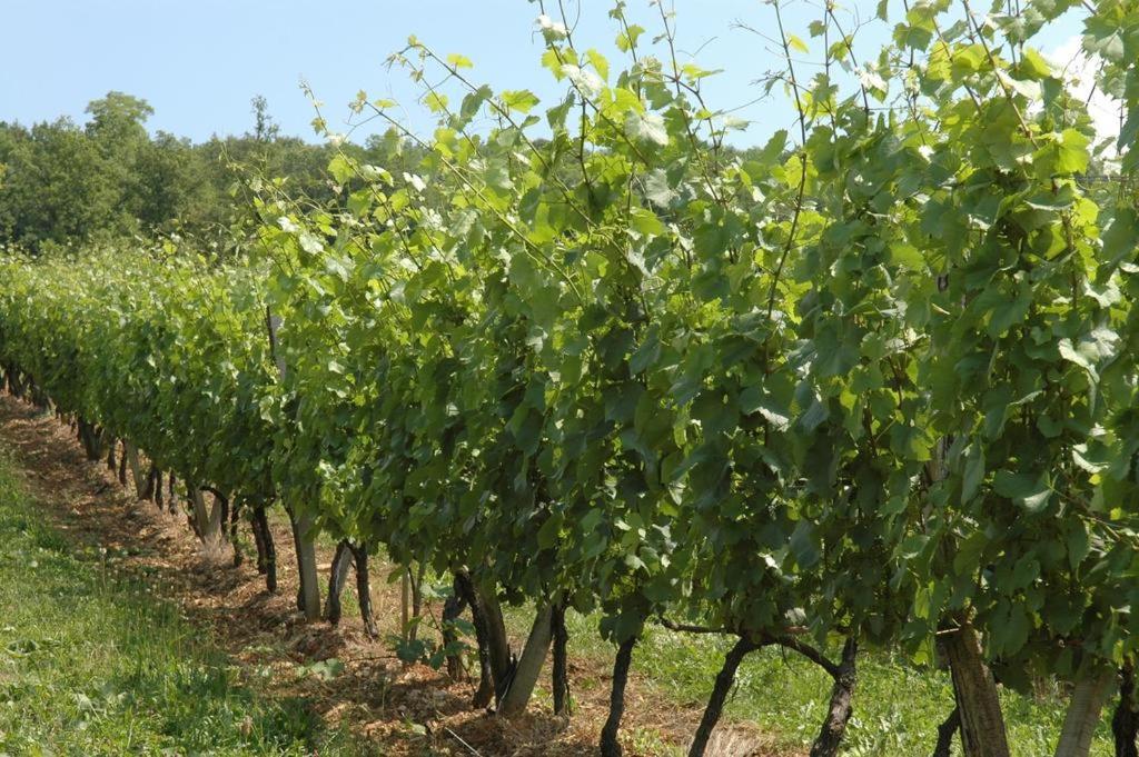 Zahrada ubytování Chambres sous les vignes du Buttois