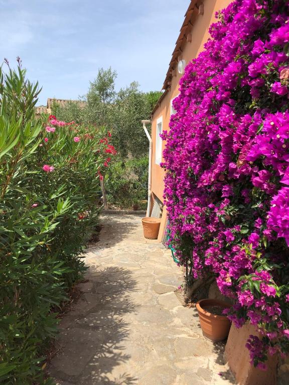 - un jardin avec des fleurs violettes sur le côté d'un bâtiment dans l'établissement Maison familiale sur la Presqu'île de Giens, à Hyères