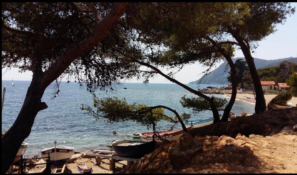 une plage avec un arbre et une masse d'eau dans l'établissement Appartement T2 à Fabregas, proche des Sablettes, à La Seyne-sur-Mer