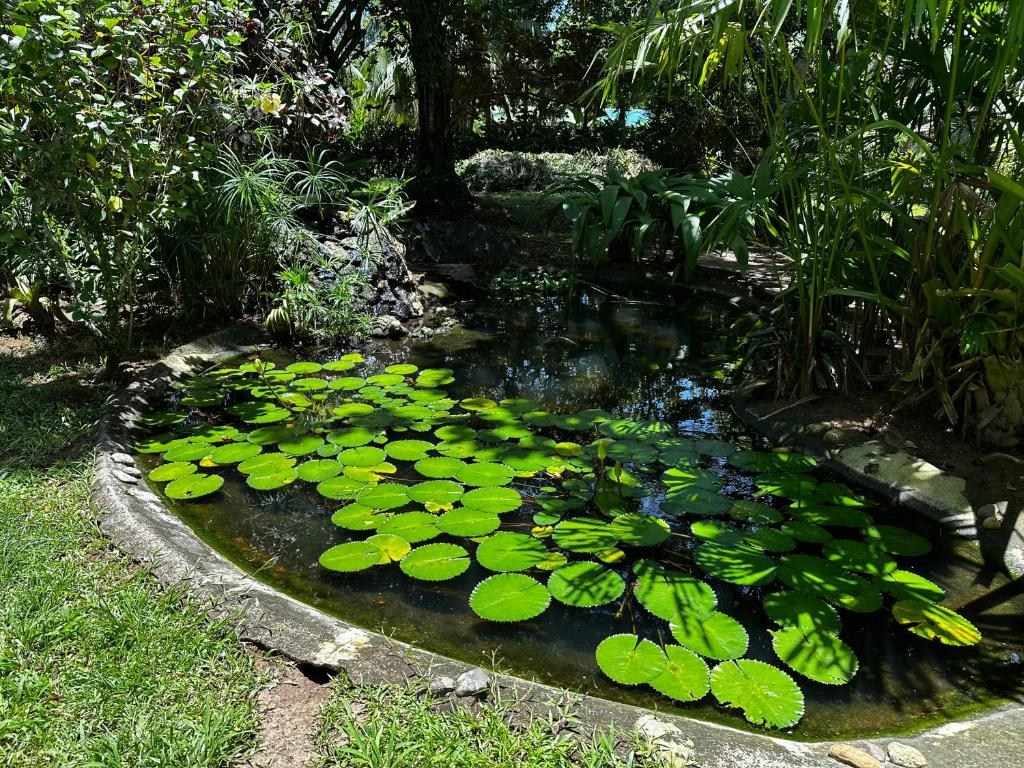 Zahrada ubytování Alby Lodge Cahuita