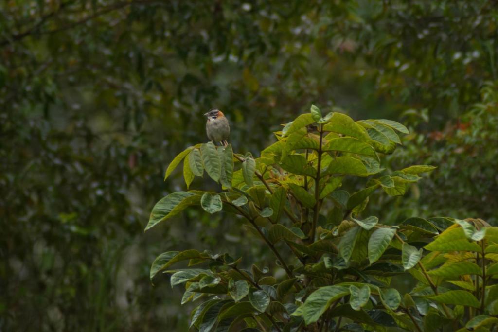 Fotografie z fotogalerie ubytování Neblina Bird v destinaci Otavalo