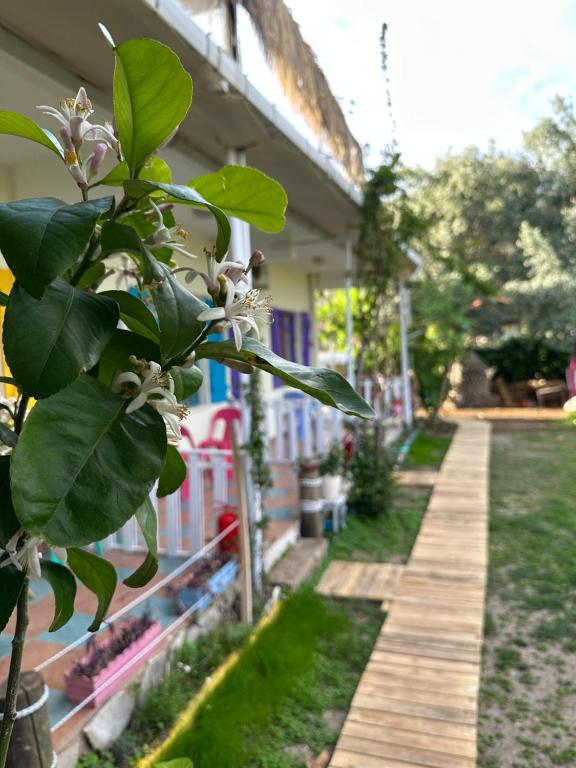 Zahrada ubytování GAYA PANSİYON ÇIRALI