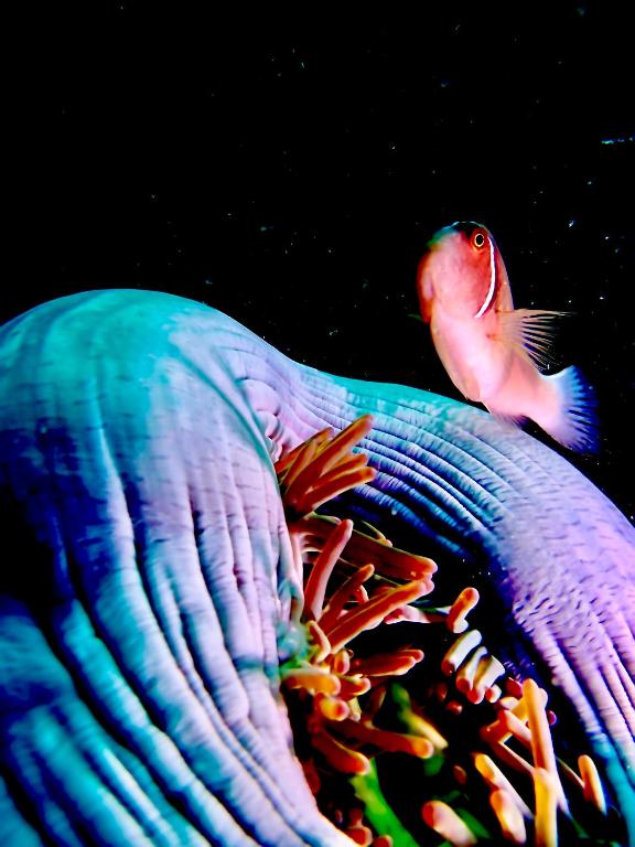 Altri animali domestici presso la stanza in casa privata o nei dintorni