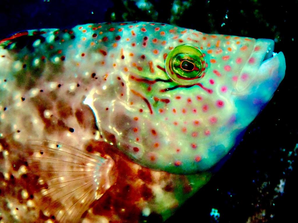 Altri animali domestici presso la stanza in casa privata o nei dintorni