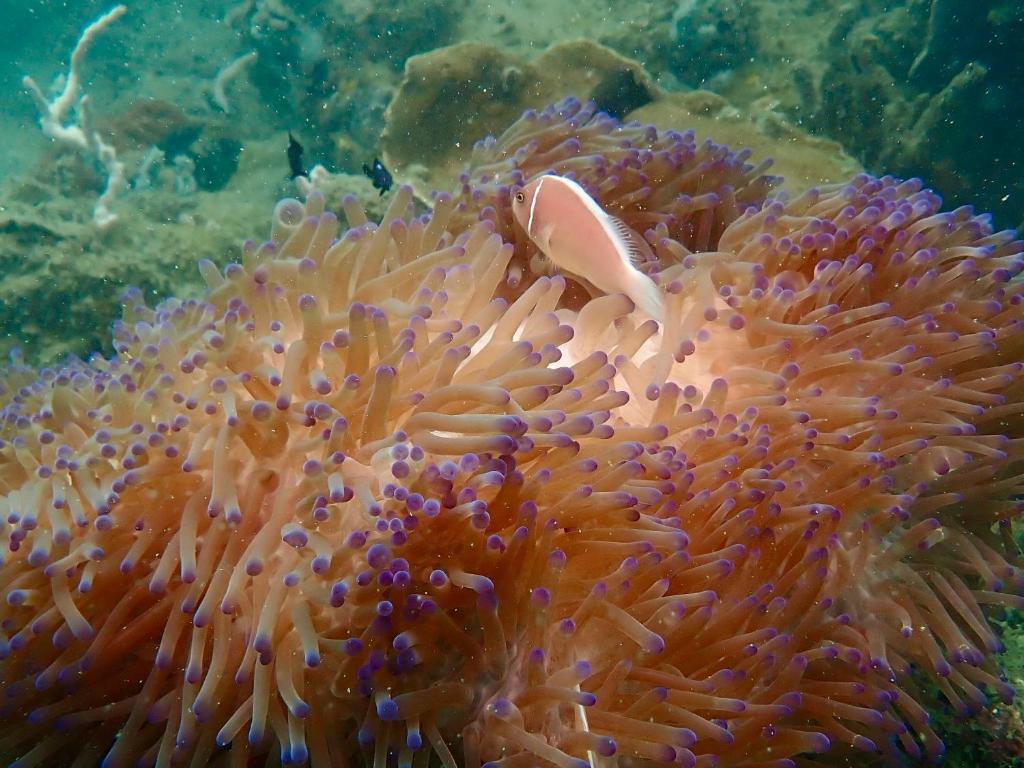 Altri animali domestici presso la stanza in casa privata o nei dintorni