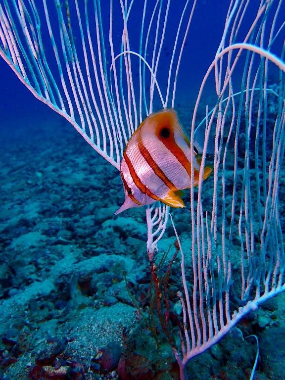 Foto dalla galleria di Coral Bay Kingroom a Phu Quoc