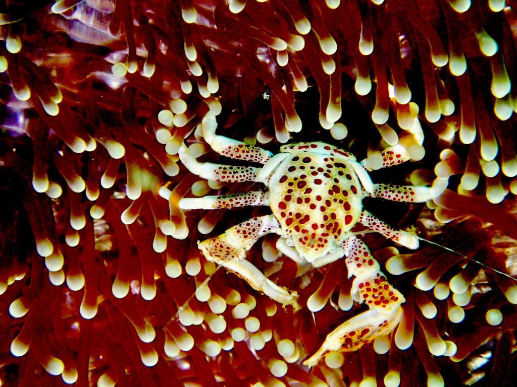 Altri animali domestici presso la stanza in casa privata o nei dintorni