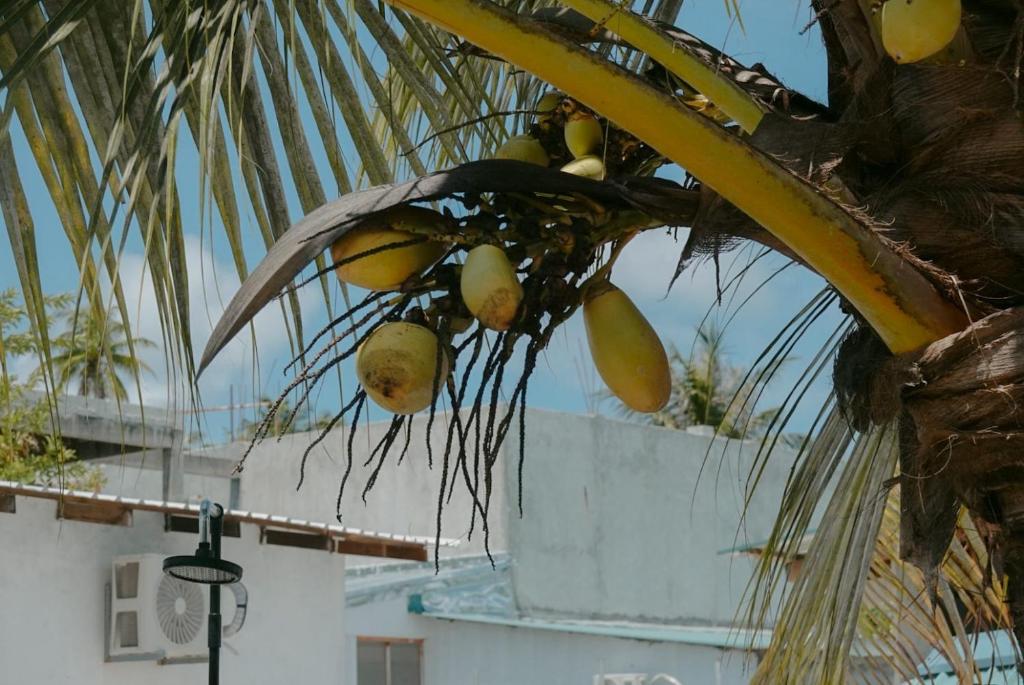 Fotografie z fotogalerie ubytování Avi Cabana v destinaci Himmafushi