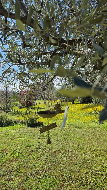 Zahrada ubytování Agriturismo CarpinoNero