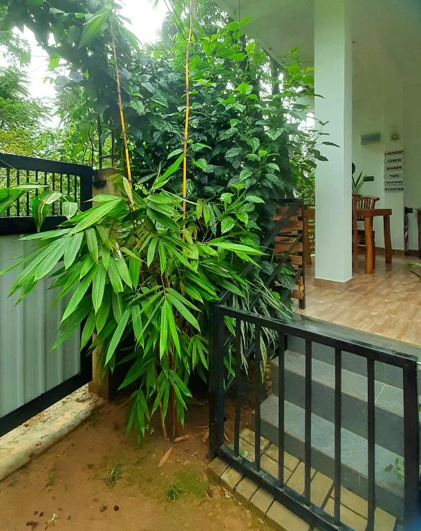 Zahrada ubytování Dhanudi Homestay