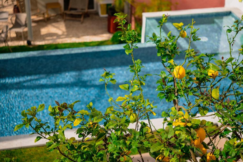 A close-up of yellow-flowering planting beside the blue-tiled pool.