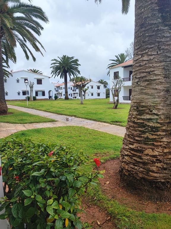 a palm tree in a park with a sidewalk at Apartamento colibrí in Alaior