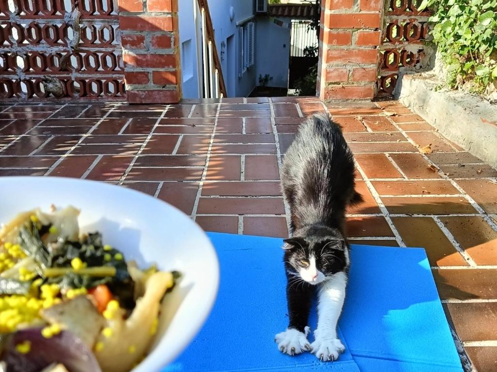 Φωτογραφία από το άλμπουμ του Casa Soraia nell'isola dei sogni σε Mali Lošinj