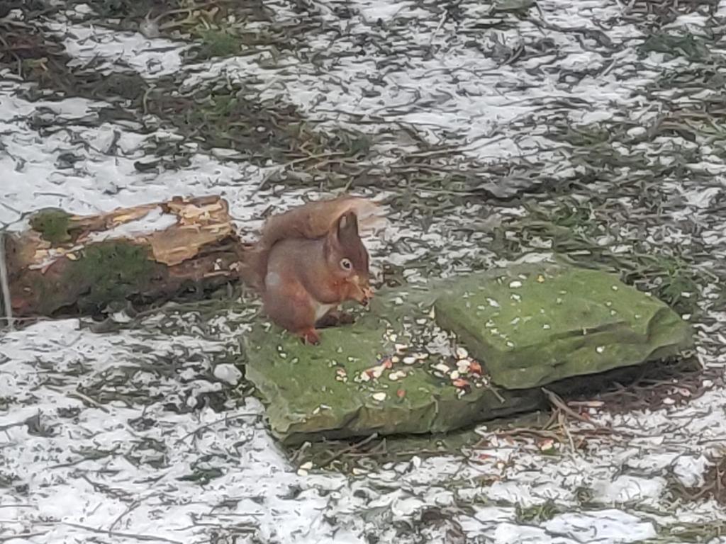 Zvířata v ubytování v soukromí nebo okolí