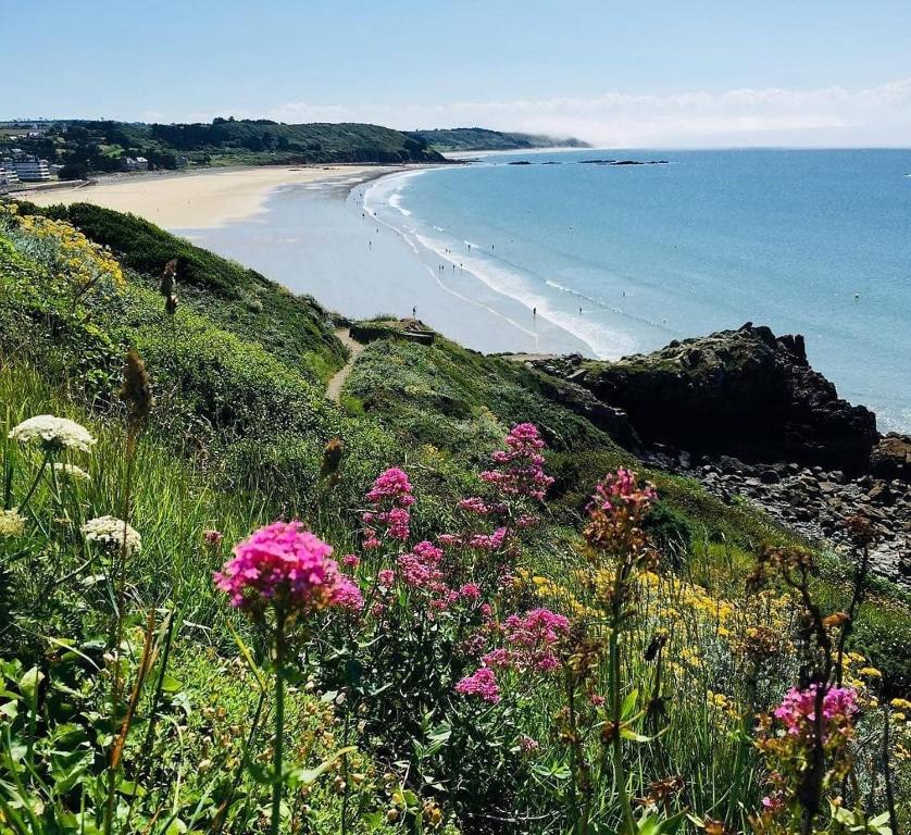 un champ de fleurs sur une colline avec une plage dans l'établissement Maison au Cap d'Erquy et du GR 34, à Erquy