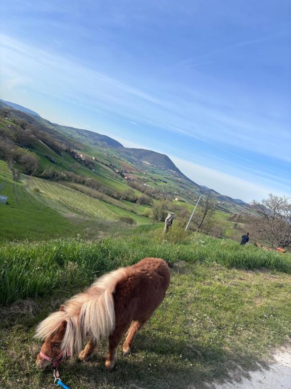 Domácí mazlíčci ubytovaní s hosty v ubytování Agriturismo B&B La Cerasa