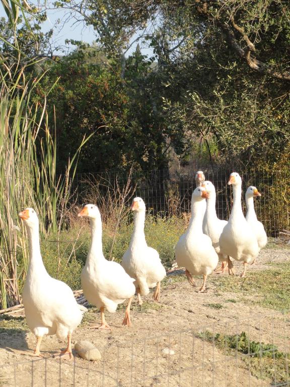 a group of white ducks walking down a dirt road at Aroggia Farm in Xanthátai
