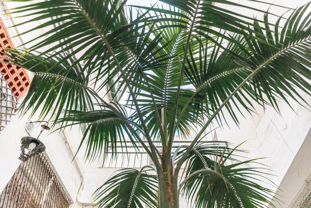a palm tree in front of a wall at Hostal Regina in Blanes