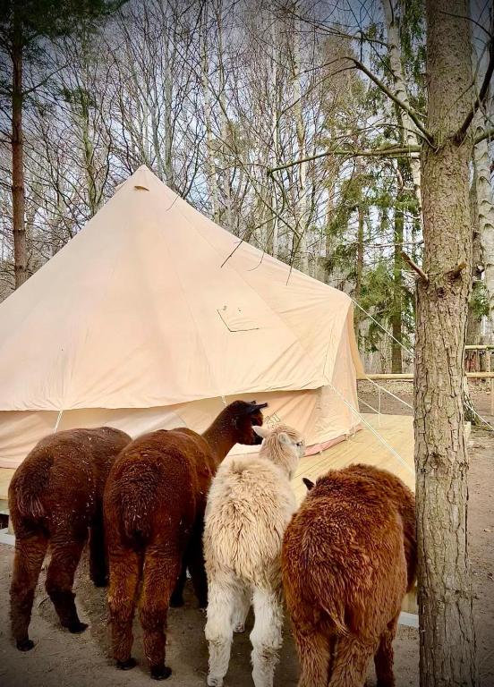 Zvířata v luxury tent nebo okolí