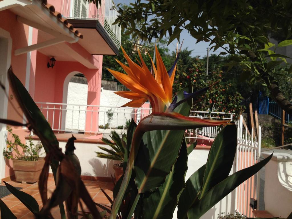 Balkón nebo terasa v ubytování B&B Villa Rosa Angrisano