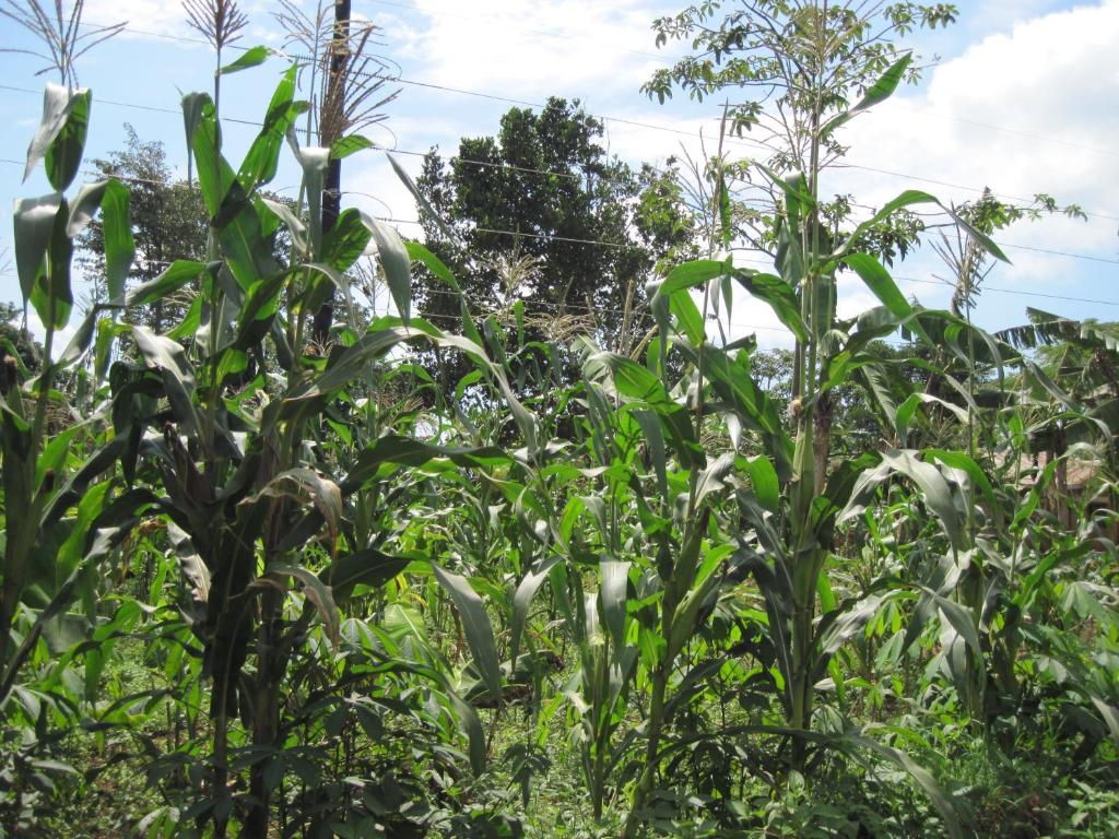 Φυσικό τοπίο κοντά σε αυτό το δωμάτιο σε οικογενειακή κατοικία