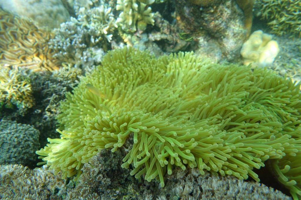 海葵民宿評價、特色體驗、房價資訊、訂房連結 – 親子包棟海景住宿 - 照片 11
