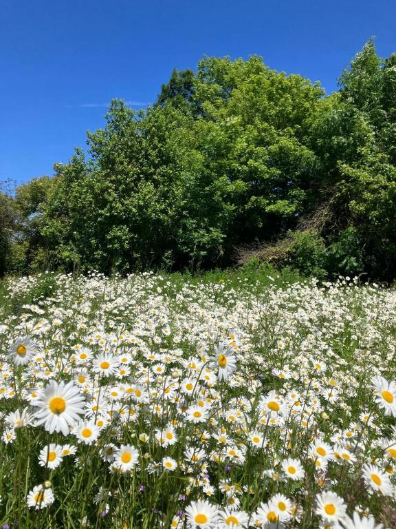 Zahrada ubytování Natuurglamping 't Wijland
