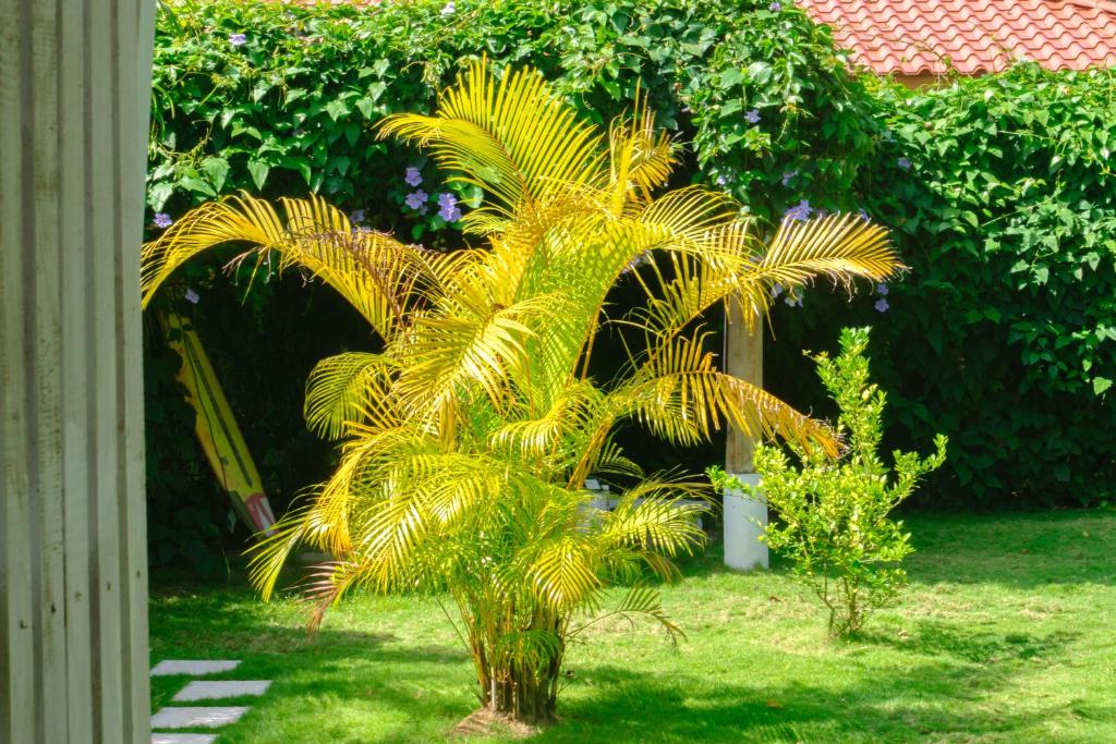 Zahrada ubytování Olivia del caribe suite