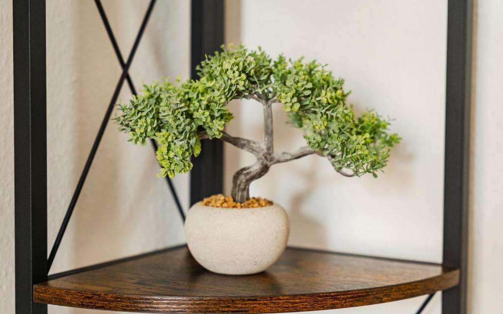 bonsai jin shari Shimpaku Bonsai Tree 18” Itoigawa Literati Jin/Shari in American Pot main image 1