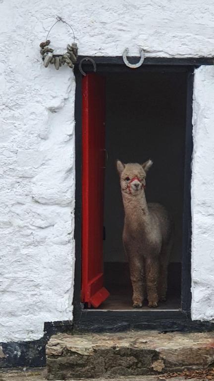 Domácí mazlíčci ubytovaní s hosty v ubytování Peaceful tranquil Alpaca Farm