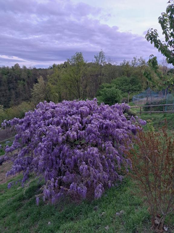 Zahrada ubytování Cascina Argo