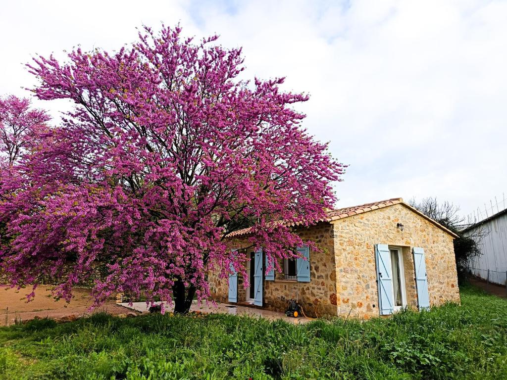 un arbre aux fleurs violettes devant une maison dans l'établissement Location maison LORGUES 