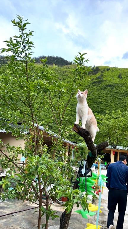 Domácí mazlíčci ubytovaní s hosty v ubytování Jiuzhaigou Ranle Village