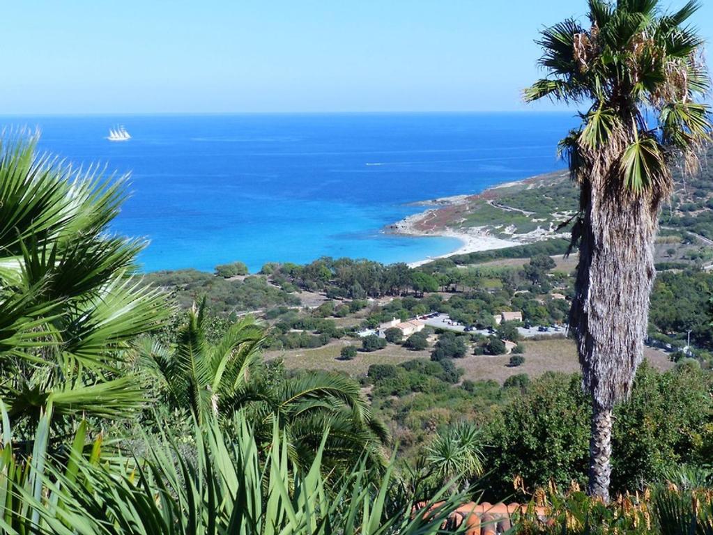 - une vue sur l'océan depuis une colline plantée de palmiers dans l'établissement Palmier, à Corbara