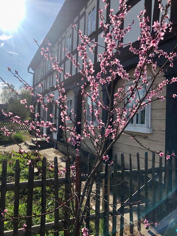 a tree with pink flowers in front of a fence at Mandauhaus Großschönau in Großschönau