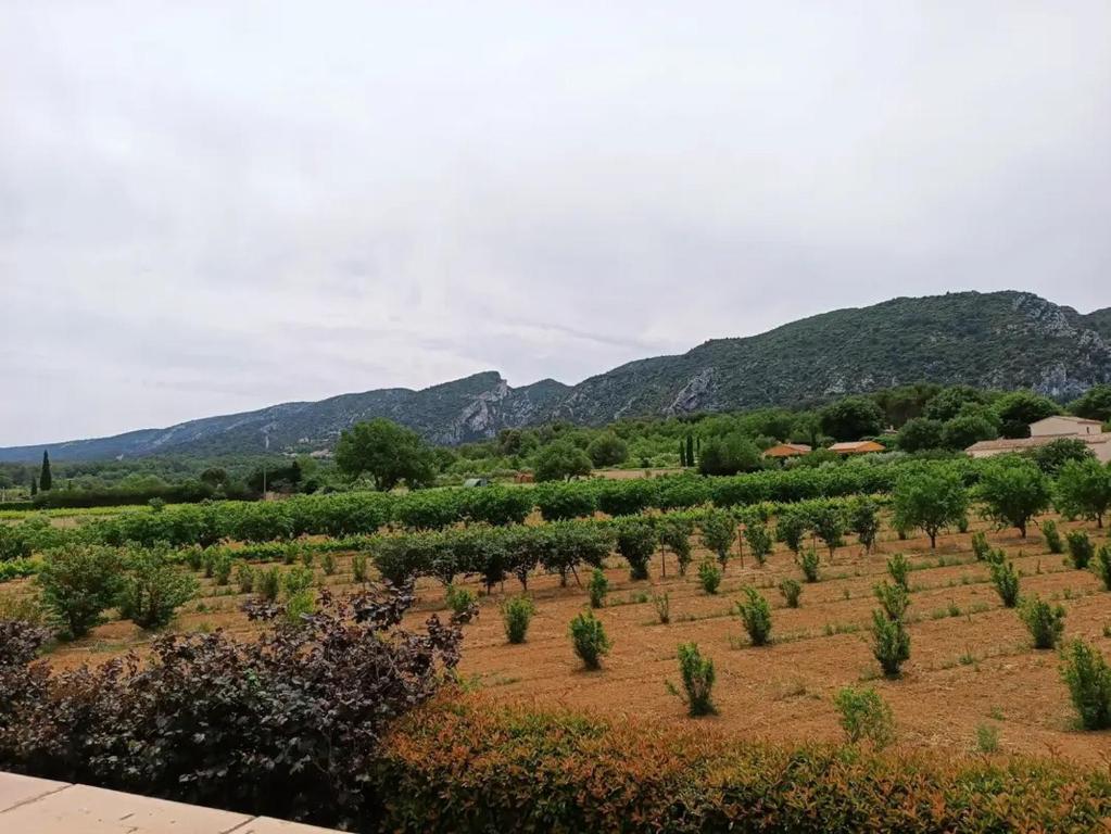un champ d'arbres avec des montagnes en arrière-plan dans l'établissement Gîte Thym, à Maubec