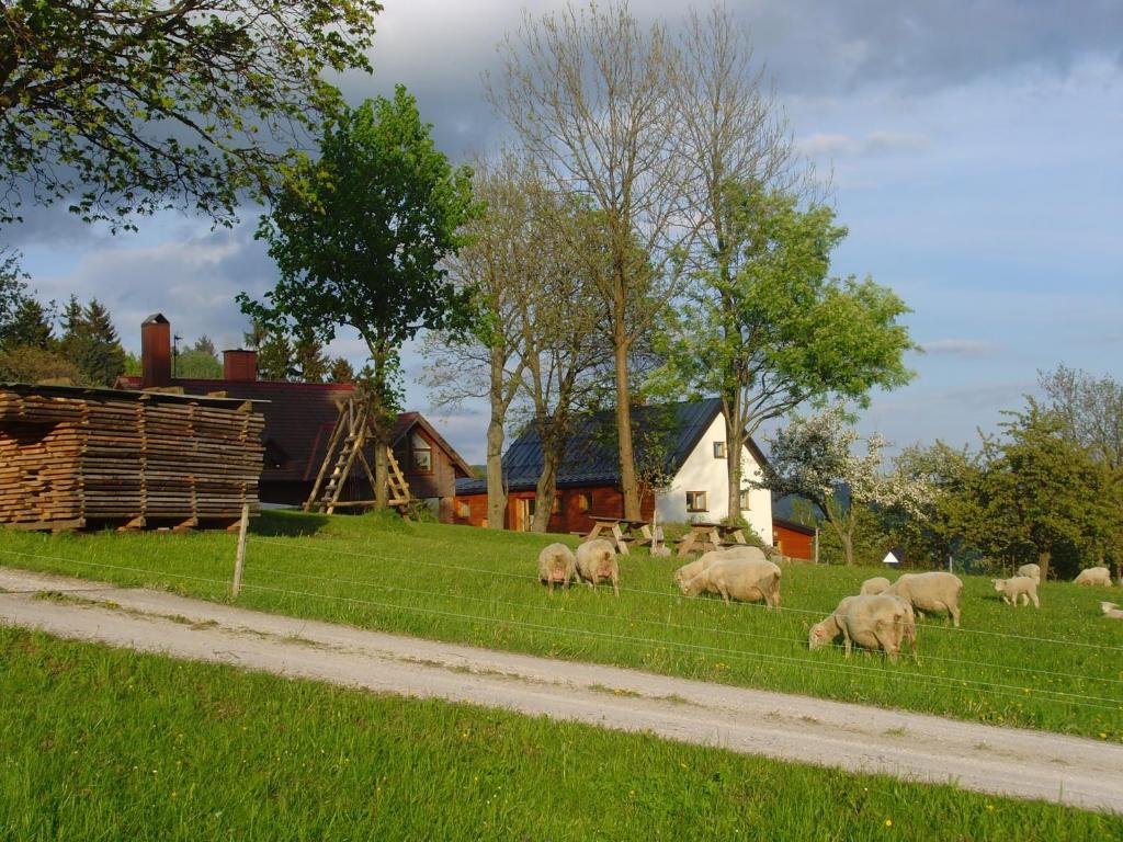 eine Herde Schafe, die auf einem Grasfeld weiden in der Unterkunft Na Zvonici in Paseky nad Jizerou