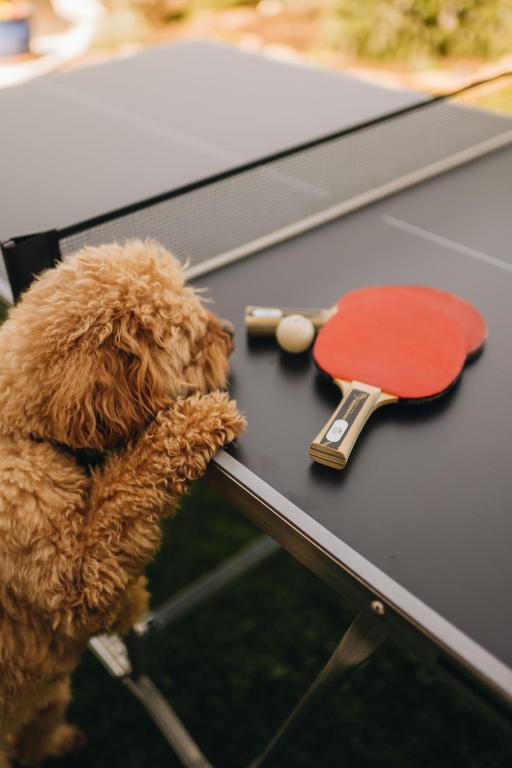 Stolný tenis v ubytovaní Dreamhill Meloni alebo v jeho okolí