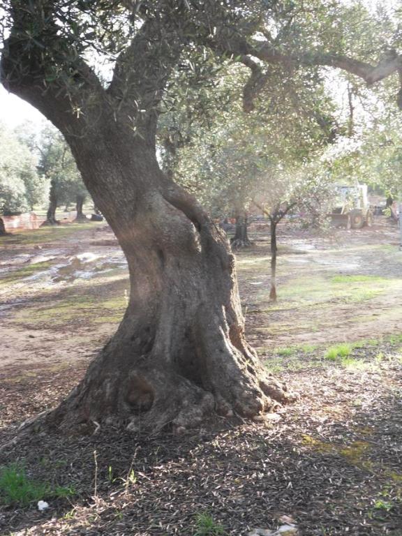 Fotografia z galérie ubytovania Masseria Le Celline v destinácii Nardò