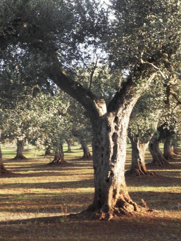 Vonkajšia záhrada v ubytovaní Masseria Le Celline