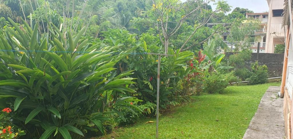 a garden with green plants and a fence at 3 room apartment 50 m2 Appartement 3 pièces 50 m2 in Saint-Joseph