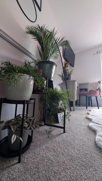 The Albert - Resim 13