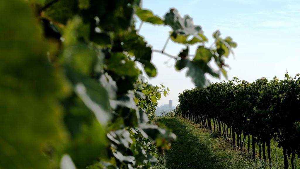 hideauts hotels Villa R - Resim 9