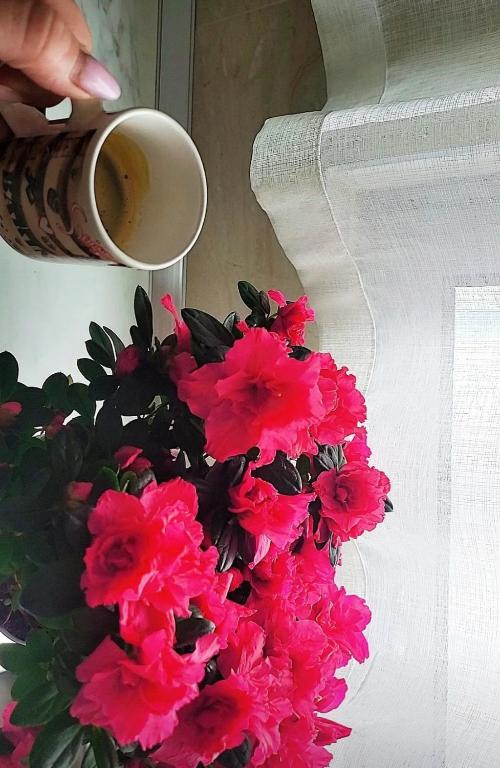a person holding a cup of coffee next to pink flowers at Appartament ZEA in Durrës