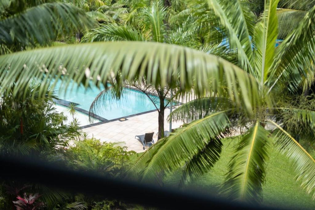 克瓦拉海滩Kewarra Beach Studio Apt with Resort Pool and BBQ的棕榈树环绕的游泳池的俯视图